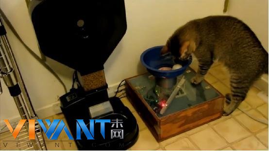 猫主人改装自动喂食器 捉到“猎物”才能吃饭