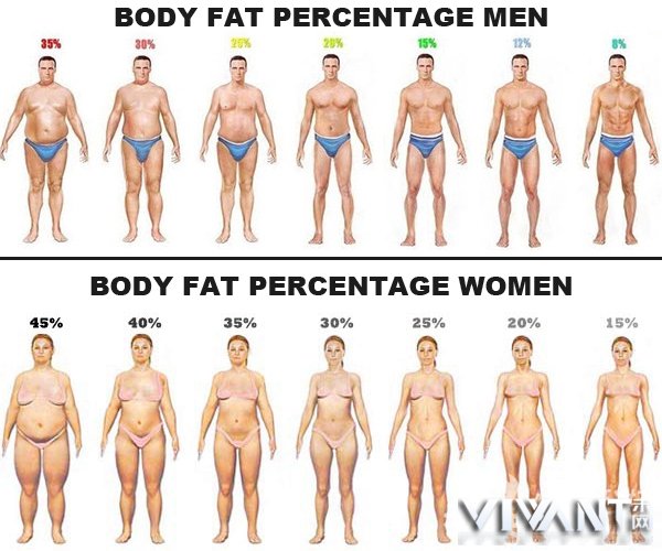 body-fat-percentage-men-women.jpg