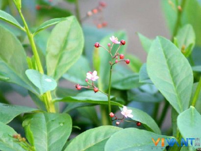 槐花清肝泻火 春季十种保健野菜推荐