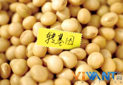 新版食品安全法 转基因食品须显著标示