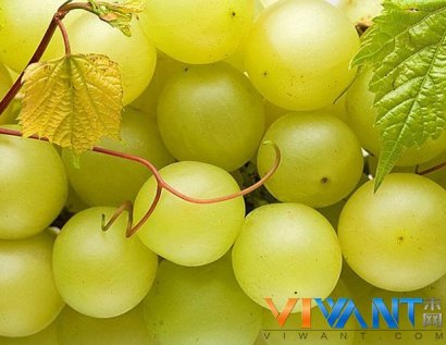 春季小心四种反季节水果 尽量不要食用
