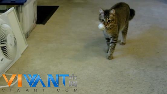 猫主人改装自动喂食器 捉到“猎物”才能吃饭