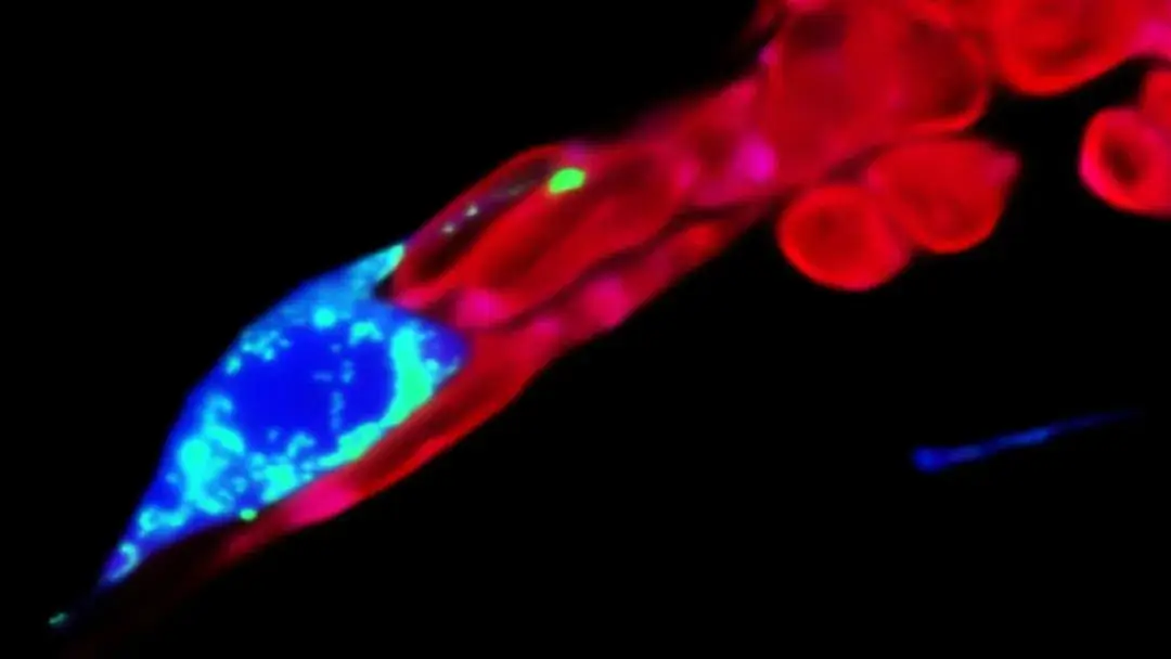 2025科学顶流！中国力量霸榜，这些突破正颠覆未来 -1