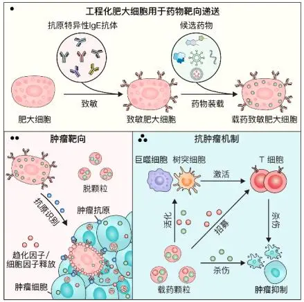 过敏竟是隐藏抗癌力?中国科学家“反向操作”把打喷嚏变成治肿瘤新武器! -1 过敏竟是隐藏抗癌力?中国科学家“反向操作”把打喷嚏变成治肿瘤新武器! -1