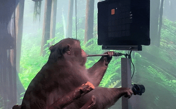 Neuralink新视频炸场：手术快如闪电，万人排队等“开颅”？ -3