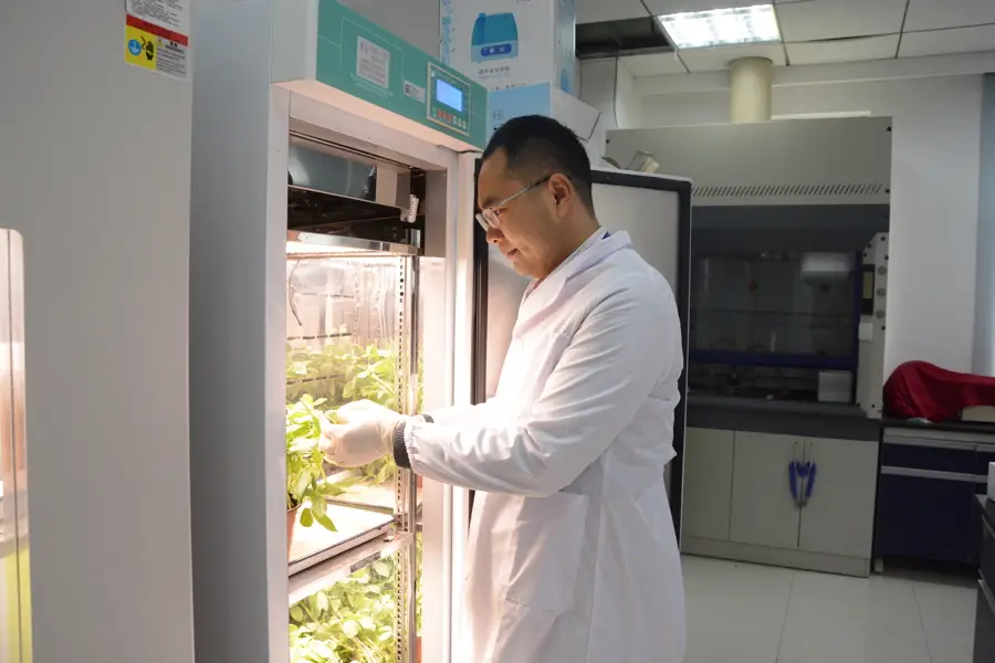 科学证实：菜园“混搭”才是防虫增产的终极密码！ -1