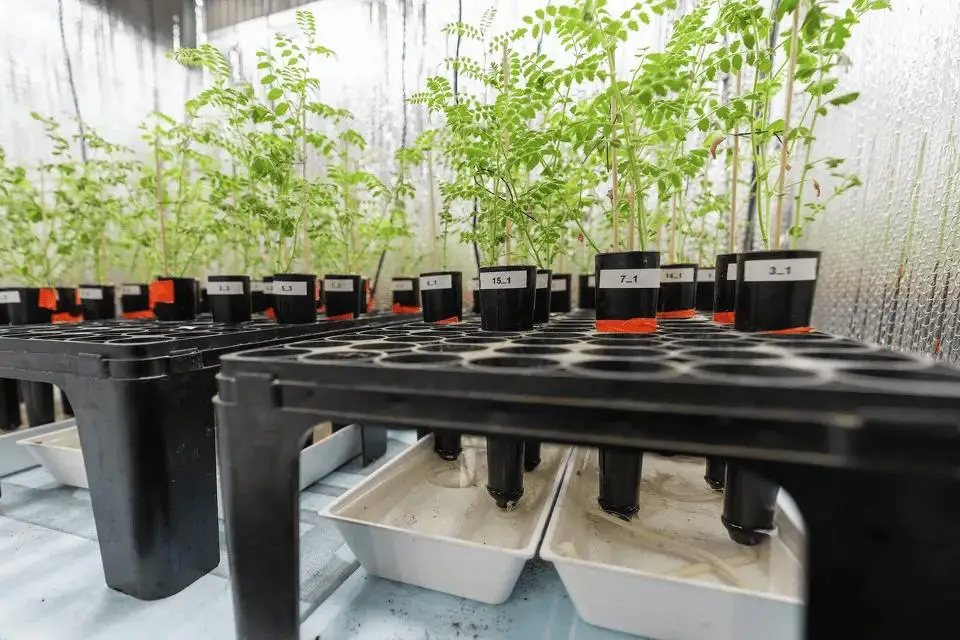 月球种菜重大突破！科学家用“月壤”加“蚯蚓屎”成功种出鹰嘴豆 -1