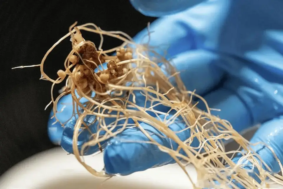 月球种菜重大突破！科学家用“月壤”加“蚯蚓屎”成功种出鹰嘴豆 -1