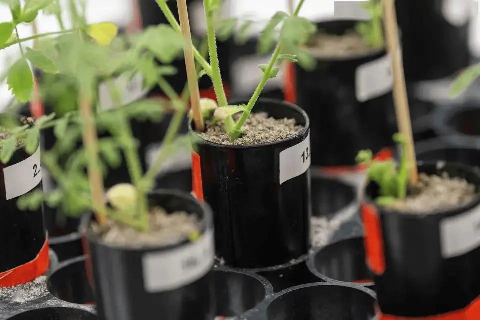 月球种菜重大突破！科学家用“月壤”加“蚯蚓屎”成功种出鹰嘴豆 -1