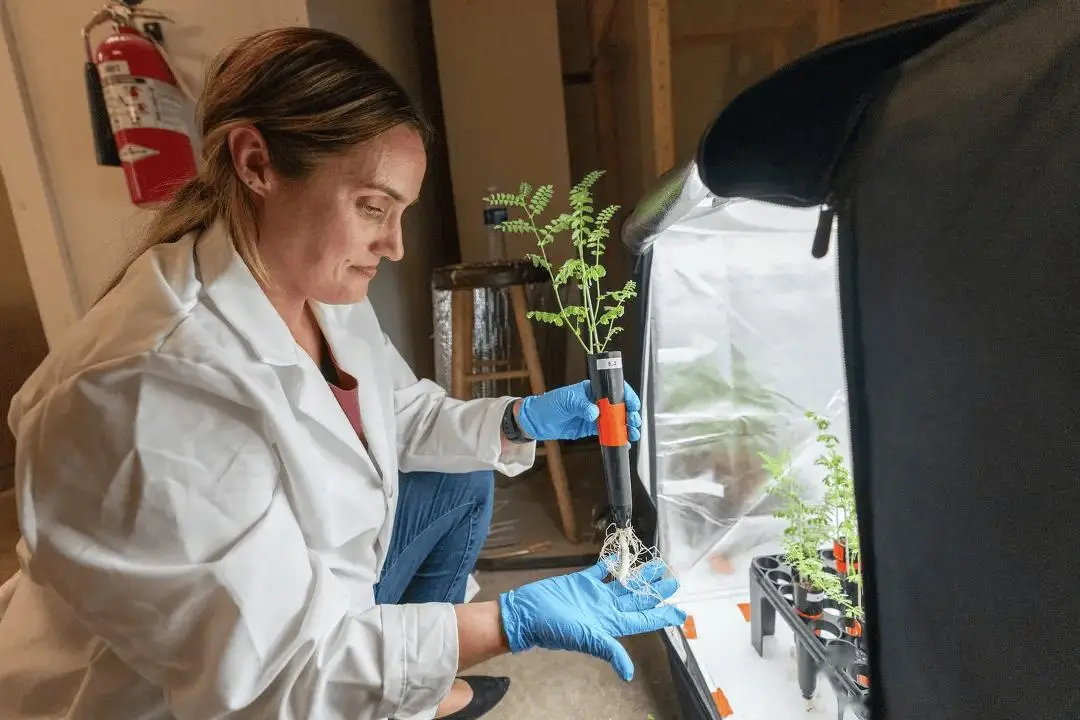 月球种菜重大突破！科学家用“月壤”加“蚯蚓屎”成功种出鹰嘴豆 -1