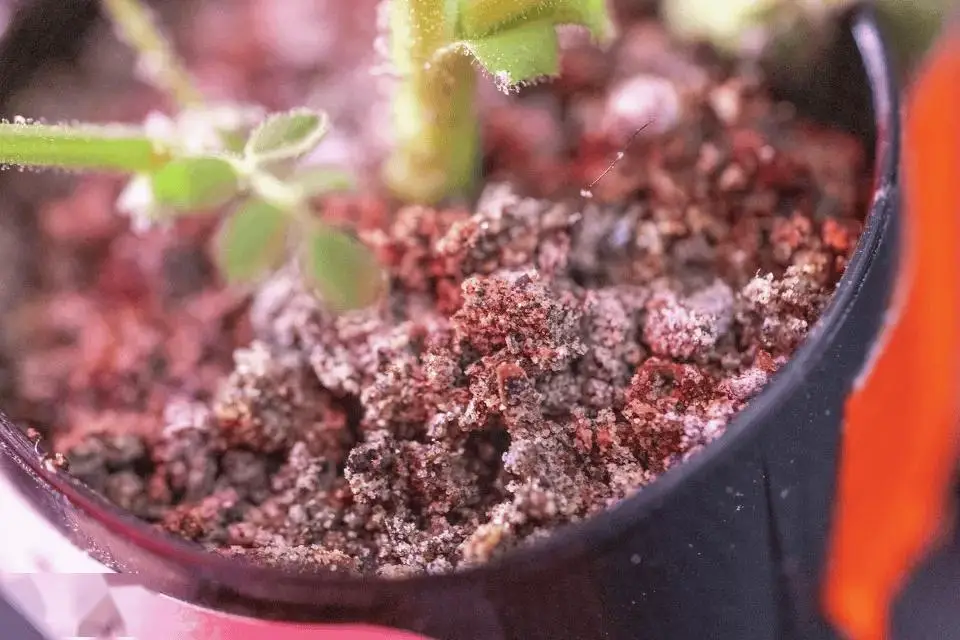 月球种菜重大突破！科学家用“月壤”加“蚯蚓屎”成功种出鹰嘴豆 -1