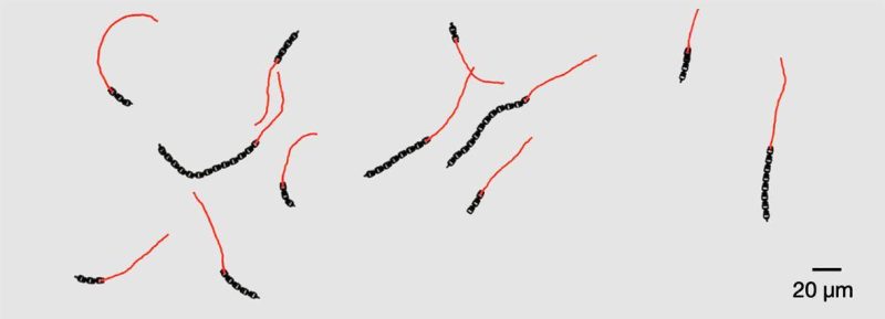 没有大脑，却能“挣扎”逃跑？这款微机器人比头发丝还离谱 -1