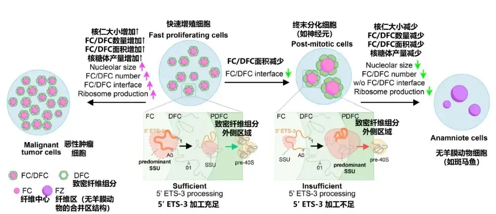 人类第一张黑洞照，我体内居然有个“迷你版”？中科院研究绝了 -1